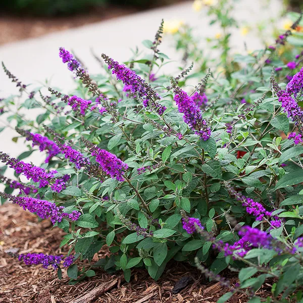 Lo & Behold® Blue Chip Jr. Butterfly Bush 1 Lo & Behold® Blue Chip Jr. Butterfly Bush