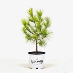 Loblolly Pine -The Tree Center Store Loblolly Pine 5G 01 600x600 1