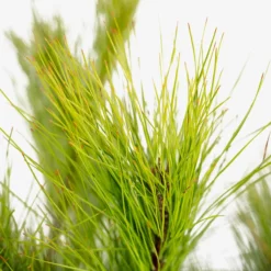 Loblolly Pine -The Tree Center Store Loblolly Pine 5G 03 600x600 1