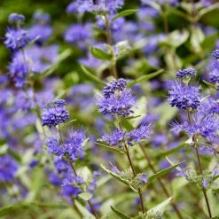 Longwood Blue Caryopteris 5 Longwood Blue Caryopteris -The Tree Center Store Longwood Blue Caryopteris 1 copy 600x600 1