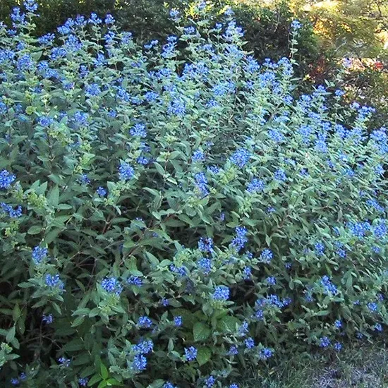 Longwood Blue Caryopteris 2 Longwood Blue Caryopteris - Image 2