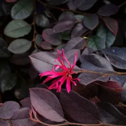 Cerise Charm™ Loropetalum