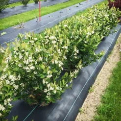 Low Scape® Hedger Black Chokeberry -The Tree Center Store Low Scape Hedger Black Chokeberry 2 copy jpg webp