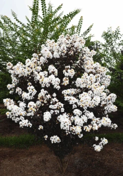 Lunar Magic Crape Myrtle -The Tree Center Store Lunar Magic Crape Myrtle 1