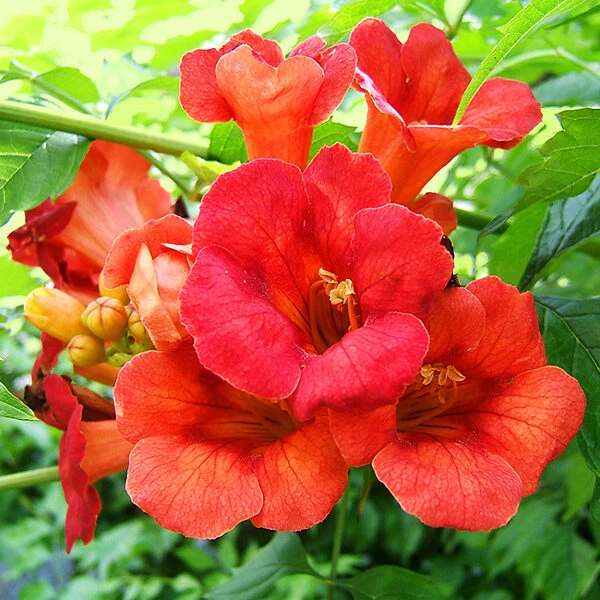 Madame Galen Trumpet Vine 4 Madame Galen Trumpet Vine - Image 4