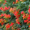 Madame Galen Trumpet Vine