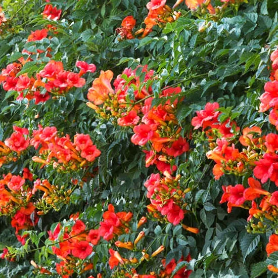 Madame Galen Trumpet Vine 1 Madame Galen Trumpet Vine