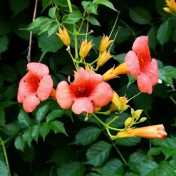 Madame Galen Trumpet Vine 6 Madame Galen Trumpet Vine -The Tree Center Store Madame Galen Trumpet Vine 3 copy jpg webp