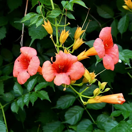 Madame Galen Trumpet Vine 3 Madame Galen Trumpet Vine - Image 3