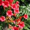 Madame Rosy® Trumpet Creeper