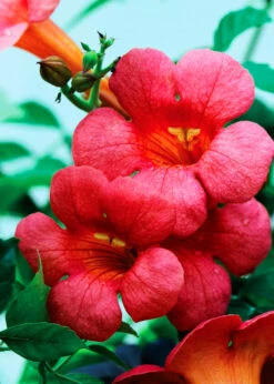 Madame Rosy® Trumpet Creeper -The Tree Center Store Madame Rosy Trumpet Creeper 2 copy 600x840 1