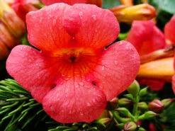 Madame Rosy® Trumpet Creeper -The Tree Center Store Madame Rosy Trumpet Creeper 3 copy 600x450 1