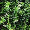 Madison Star Cold-Hardy Jasmine