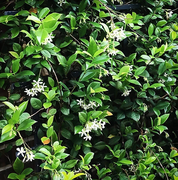 Madison Star Cold-Hardy Jasmine 1 Madison Star Cold-Hardy Jasmine
