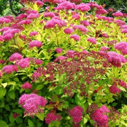 Magic Carpet Spirea -The Tree Center Store Magic Carpet Spirea 1 copy 600x600 1