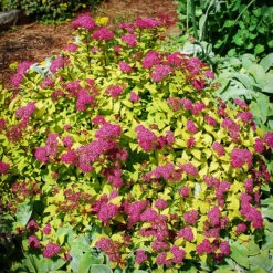 Magic Carpet Spirea -The Tree Center Store Magic Carpet Spirea 2 copy 600x600 1