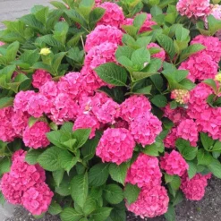 Magical®️ Garnet Hydrangea -The Tree Center Store Magical Garnet Hydrangea 4 copy jpg