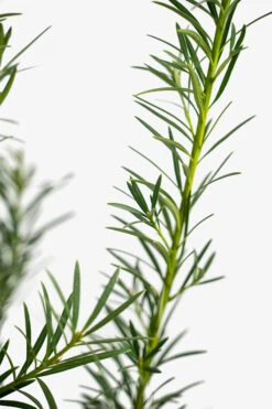 Maki Podocarpus -The Tree Center Store Maki Podocarpus 7G 02 copy 600x900 1