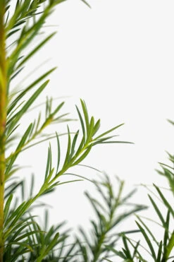 Maki Podocarpus -The Tree Center Store Maki Podocarpus 7G 03 copy 600x900 1