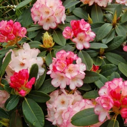 Manda Sue Rhododendron