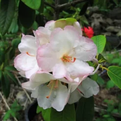 Manda Sue Rhododendron -The Tree Center Store Manda Sue Rhododendron 3 copy jpg