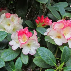 Manda Sue Rhododendron -The Tree Center Store Manda Sue Rhododendron 4 copy jpg