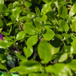 Manhattan Euonymus -The Tree Center Store ManhattanEuonymus4 600x600 1