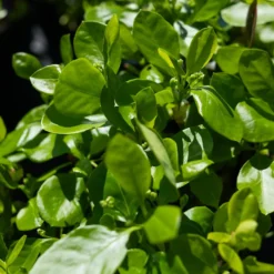 Manhattan Euonymus -The Tree Center Store ManhattanEuonymus6 600x600 1