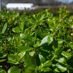Manhattan Euonymus -The Tree Center Store ManhattanEuonymus7 600x600 1