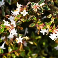 Margarita™ Abelia -The Tree Center Store Margarita Abelia 1 copy jpg webp