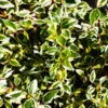 Margarita™ Abelia
