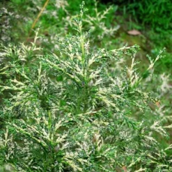 Marie's Dwarf Hinoki Cypress -The Tree Center Store Maries Dwarf Hinoki Cypress 1 copy jpg