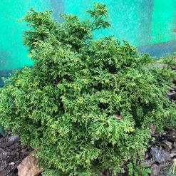 Marie's Dwarf Hinoki Cypress -The Tree Center Store Maries Dwarf Hinoki Cypress 2 copy jpg