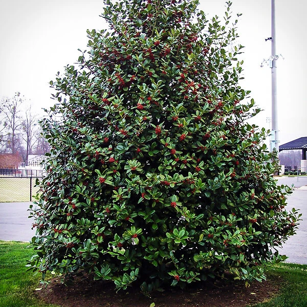 Mary Nell Holly 3 Mary Nell Holly - Image 3