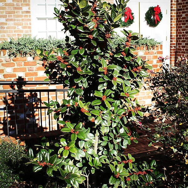 Mary Nell Holly 2 Mary Nell Holly - Image 2