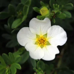 McKay's White Cinquefoil