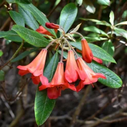 Medusa Rhododendron -The Tree Center Store Medusa Rhododendron 3 copy 600x600 1