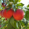 Messina® Peach
