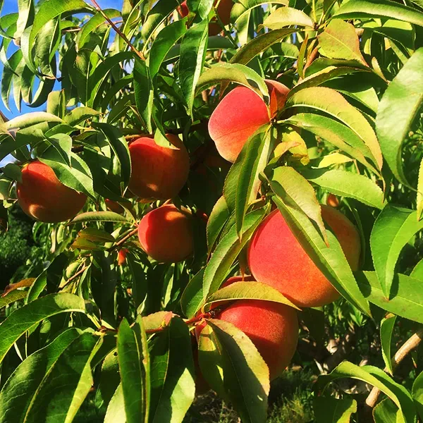 Messina® Peach 2 Messina® Peach - Image 2