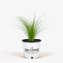 Mexican Feather Grass -The Tree Center Store Mexican Feather Grass 1G 01.1 600x600 1