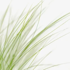 Mexican Feather Grass -The Tree Center Store Mexican Feather Grass 1G 03 copy jpg webp e1694447604776 600x600 1