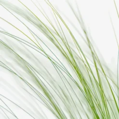 Mexican Feather Grass -The Tree Center Store Mexican Feather Grass 1G 05 copy jpg webp e1694447496159 600x600 1