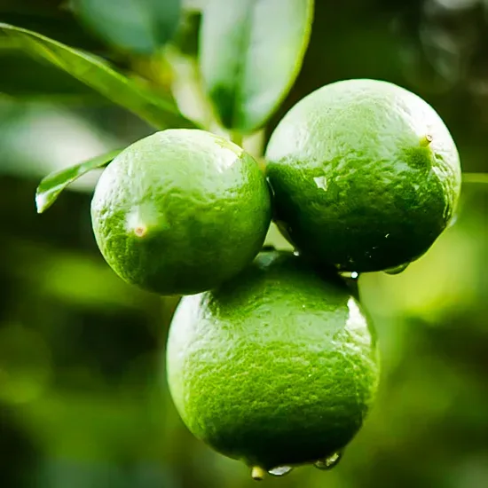 Mexican Lime Bush 1 Mexican Lime Bush