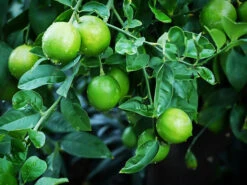 Mexican Lime Bush 7 Mexican Lime Bush -The Tree Center Store Mexican Lime Bush 4 copy 600x450 1