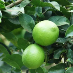 Mexican Lime Tree -The Tree Center Store Mexican Lime Tree 2 copy jpg webp