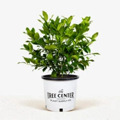 Meyer Lemon Bush -The Tree Center Store Meyer Lemon Bush 3G 01 600x600 1