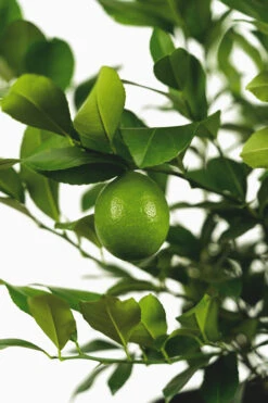 Meyer Lemon Bush
