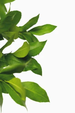 Meyer Lemon Bush -The Tree Center Store Meyer Lemon Bush 3G 08 600x900 1