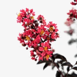 Midnight Magic Crape Myrtle 7 Midnight Magic Crape Myrtle -The Tree Center Store Midnight Magic Crape Myrtle 3G 05 copy 600x600 1