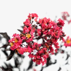 Midnight Magic Crape Myrtle 8 Midnight Magic Crape Myrtle -The Tree Center Store Midnight Magic Crape Myrtle 3G 07 copy 600x600 1